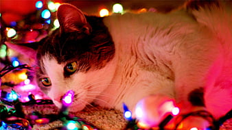 christmas lights cat wallpaper