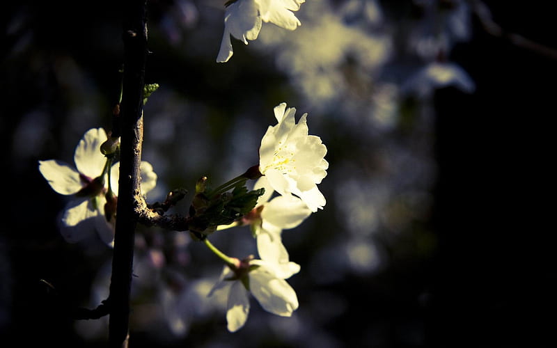 white flowers-spring theme, HD wallpaper