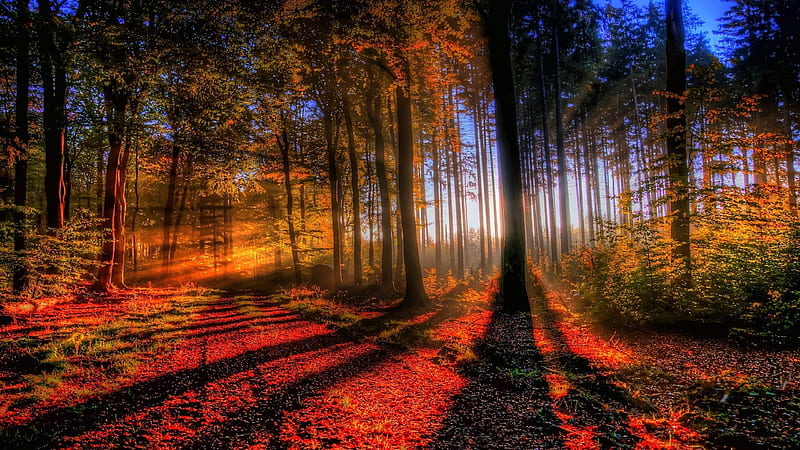 Morning in Autumn Forest, leaves, sunrays, trees, light, colors, HD ...