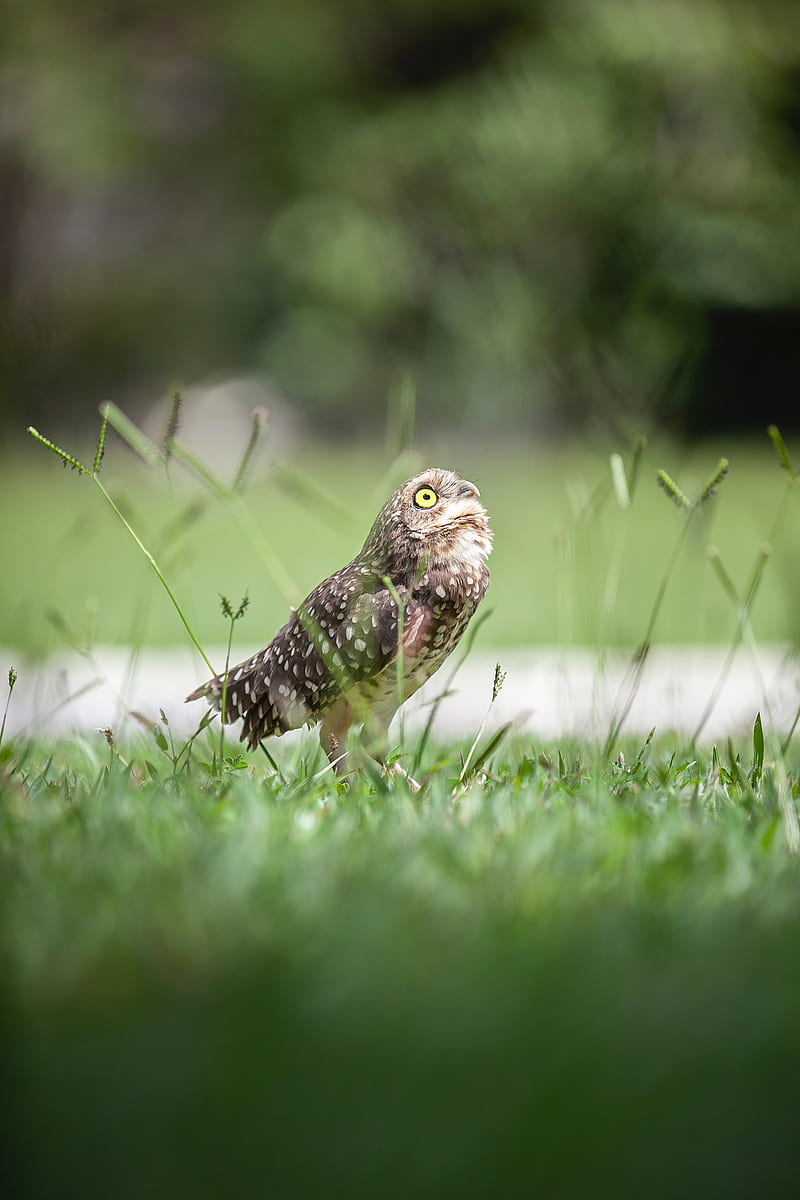 owl, bird, predator, grass, feathers, HD phone wallpaper
