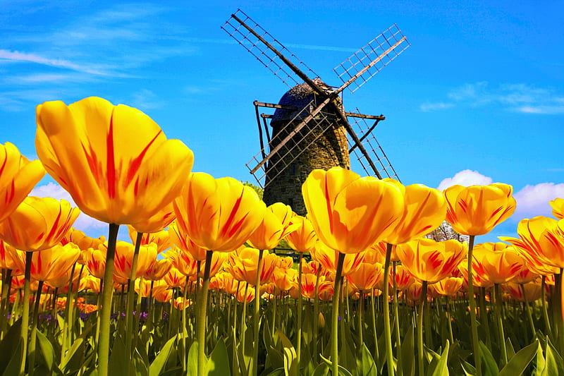 Holland windmill and tulips, pretty, windmill, mill, wind, dutch, bonito, sky, Holland, summer, flowers, tulips, HD wallpaper