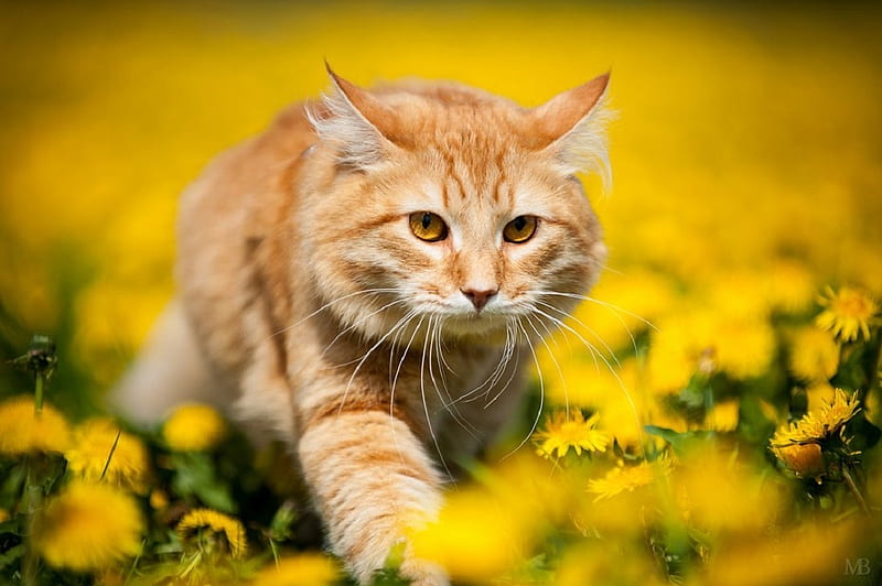 Wild cat in yellow flowers, wild, flowers, yellow, cats, animals, HD  wallpaper | Peakpx