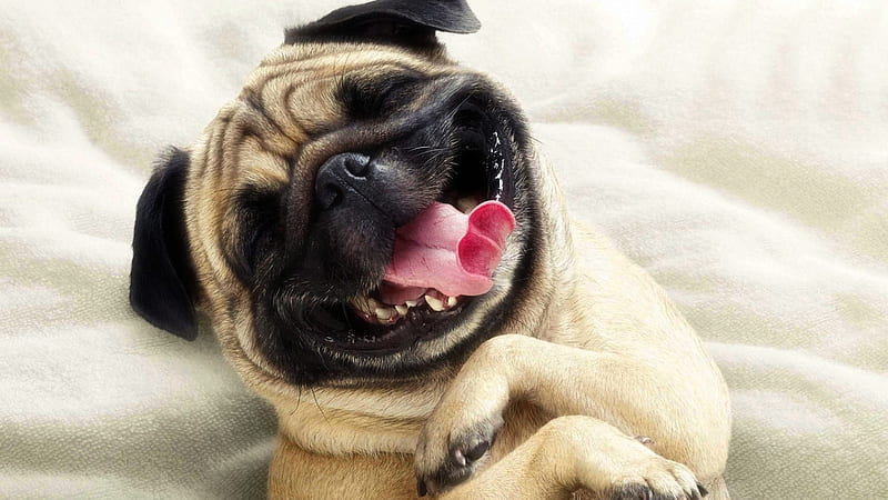 Funny Pug Dog Smiley Face Funny, HD wallpaper | Peakpx