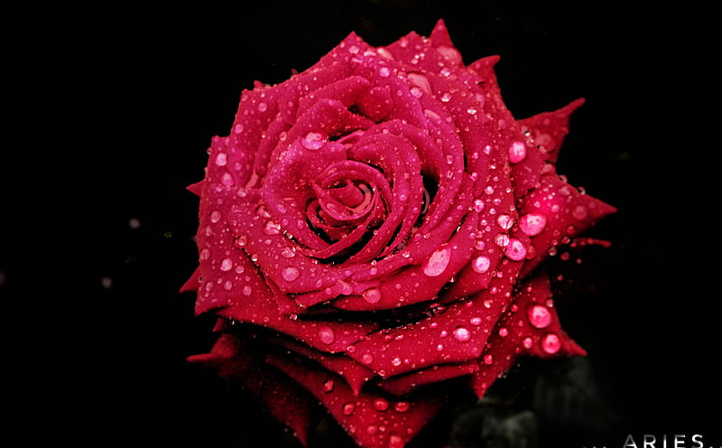 black rose with water drops wallpaper