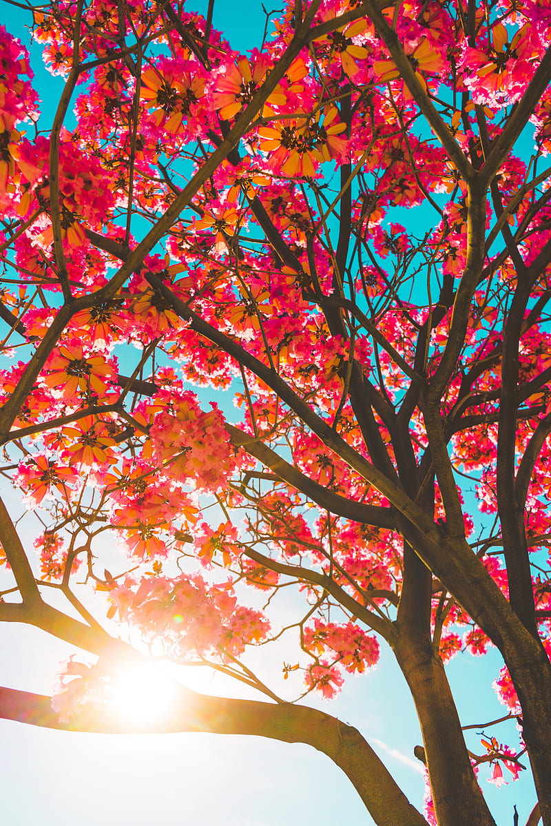 tree, flowers, sun, sunlight, branches, HD phone wallpaper
