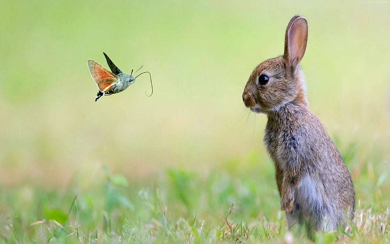 Bunny Meets Butterfly, Cute, Bunny, Animals, Butterfly, HD wallpaper