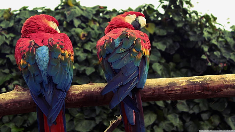 scarlet macaw, macaw, parrot, bird, scarlet, HD wallpaper