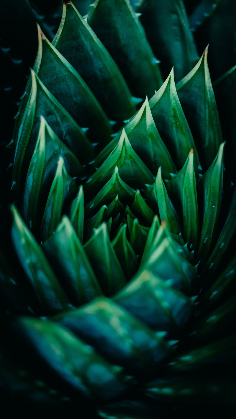 Spiral Aloe Vera, background, cactus, closeup, green, nature, pattern, plant,  HD phone wallpaper | Peakpx