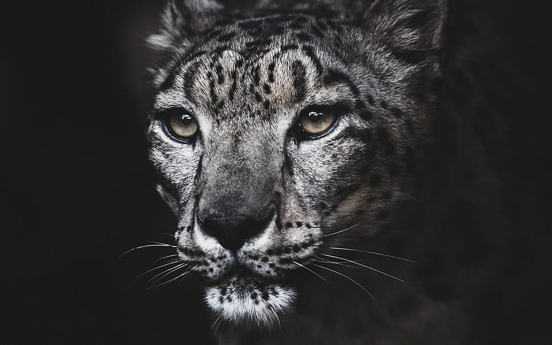 snow leopard, wild cat, dangerous animals, wildlife, portrait, HD wallpaper