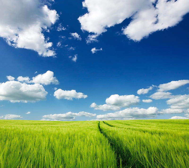 Green Field, blue, cloud, colors, land, nature, scene, sky, HD wallpaper |  Peakpx