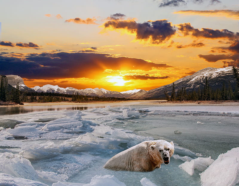 Bears, Polar Bear, Bear, Ice, Sunset, Winter, HD wallpaper