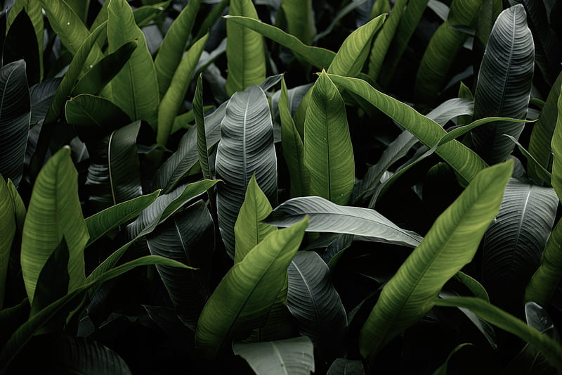leaves, green, macro, plant, HD wallpaper