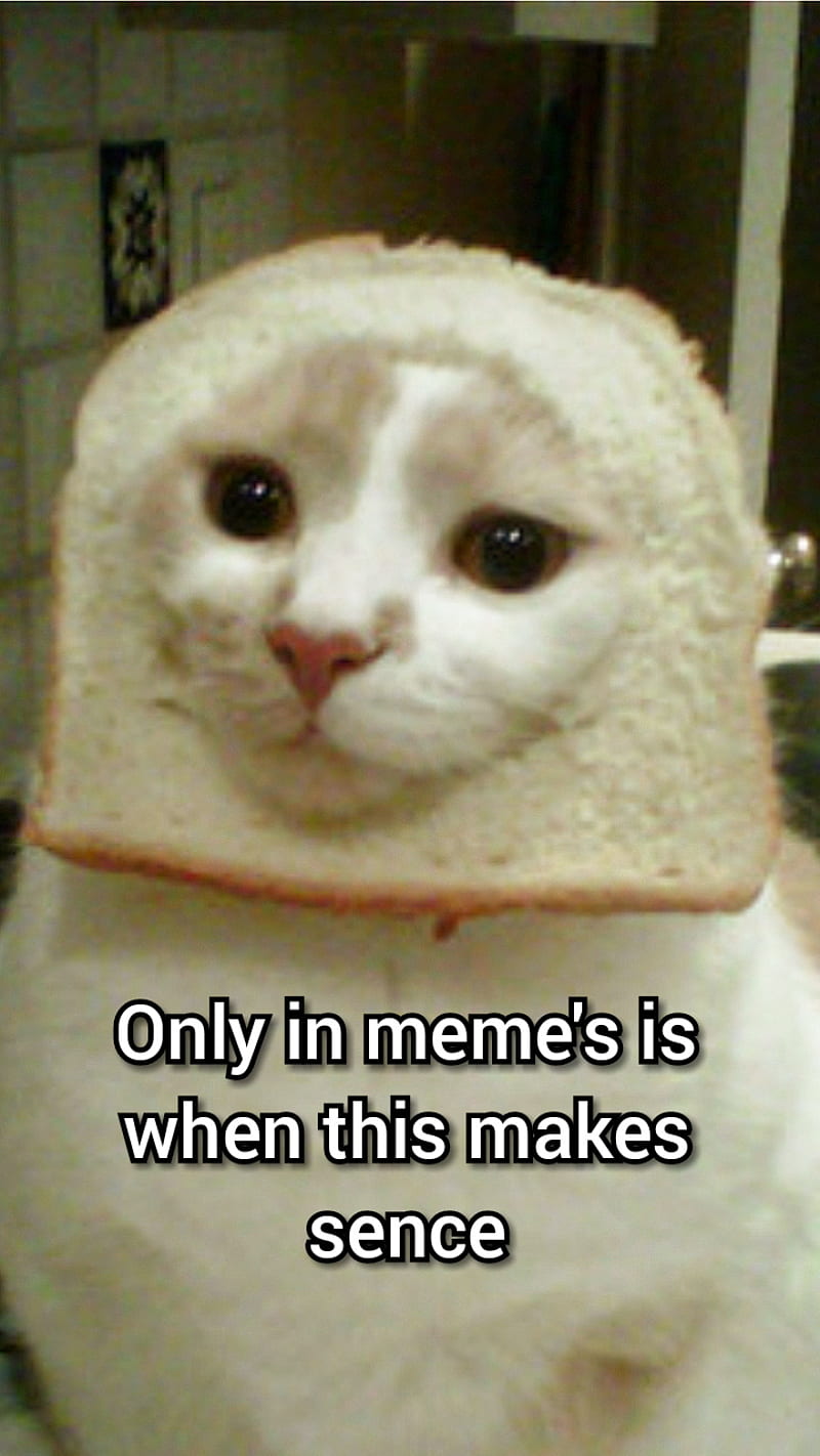 Bread cat, bread, cat, meme, HD phone wallpaper