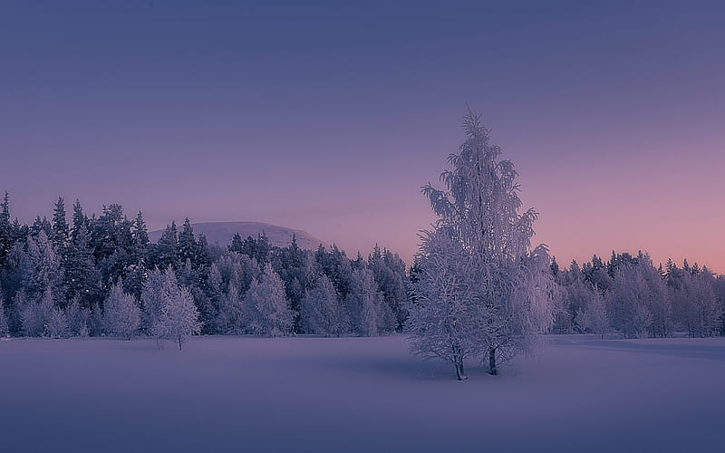 winter landscape, sunset, forest, snow, snow-covered trees, Lapland, Akaslompolo, Yllas, Finland, HD wallpaper