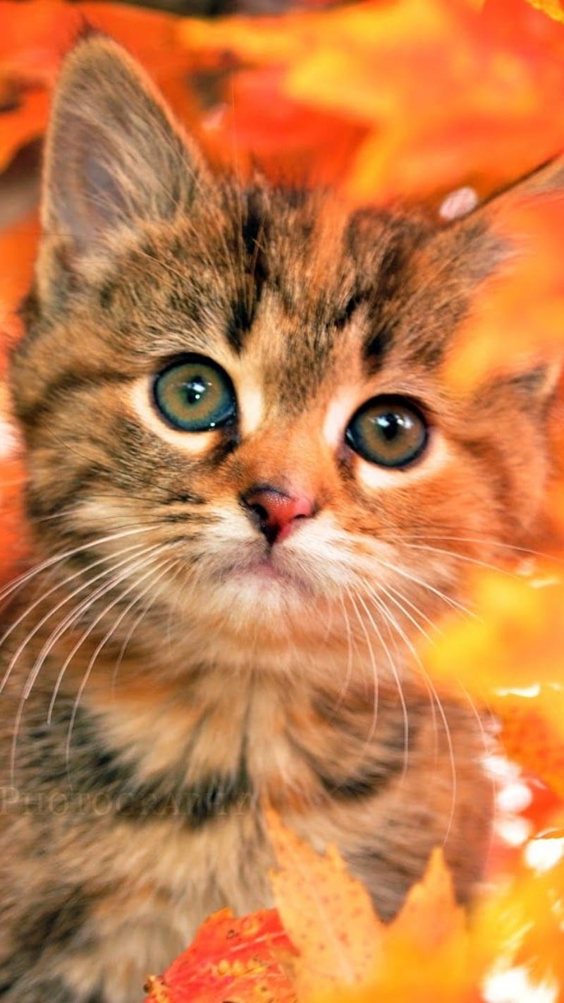 Halloween Kitty, cats, kitten, bonito, kittens, cute, fall, HD phone wallpaper