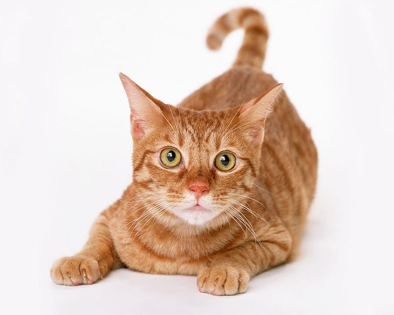 Red cat Munchkin, cute, red, munchkin, cat, kitten, HD wallpaper