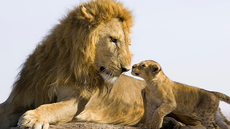 Lion With Cute Cub Lion Lion, HD wallpaper