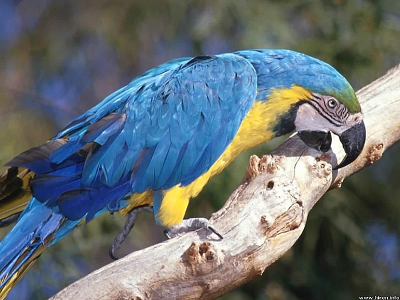 Beak Sharpening, bird, blue macaw, parrot, tropical, branch, HD wallpaper
