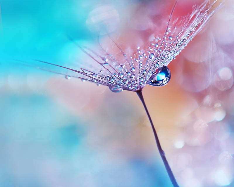 for android, flower, water drops, dew, macro, Flowers, HD wallpaper