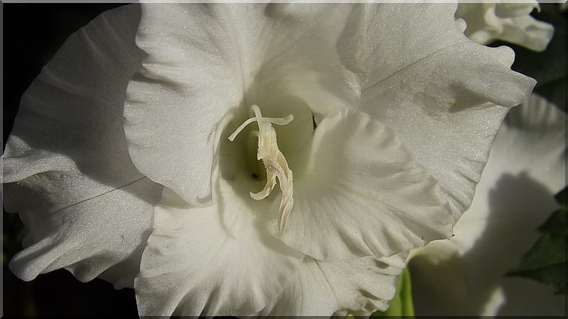 Gladiola in the morning sun, closeup , white gladiola, beautiful flowers, late summer blooms, HD wallpaper