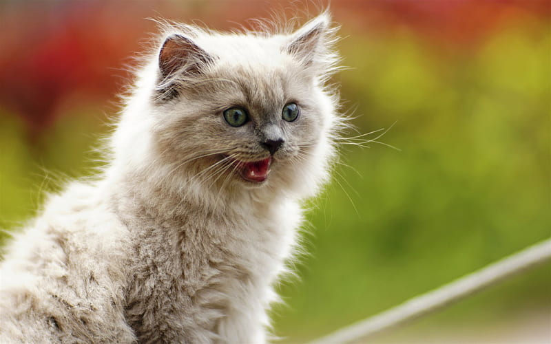 fluffy gray cat, little kitty, cute animals, portrait, pets, cats, HD wallpaper