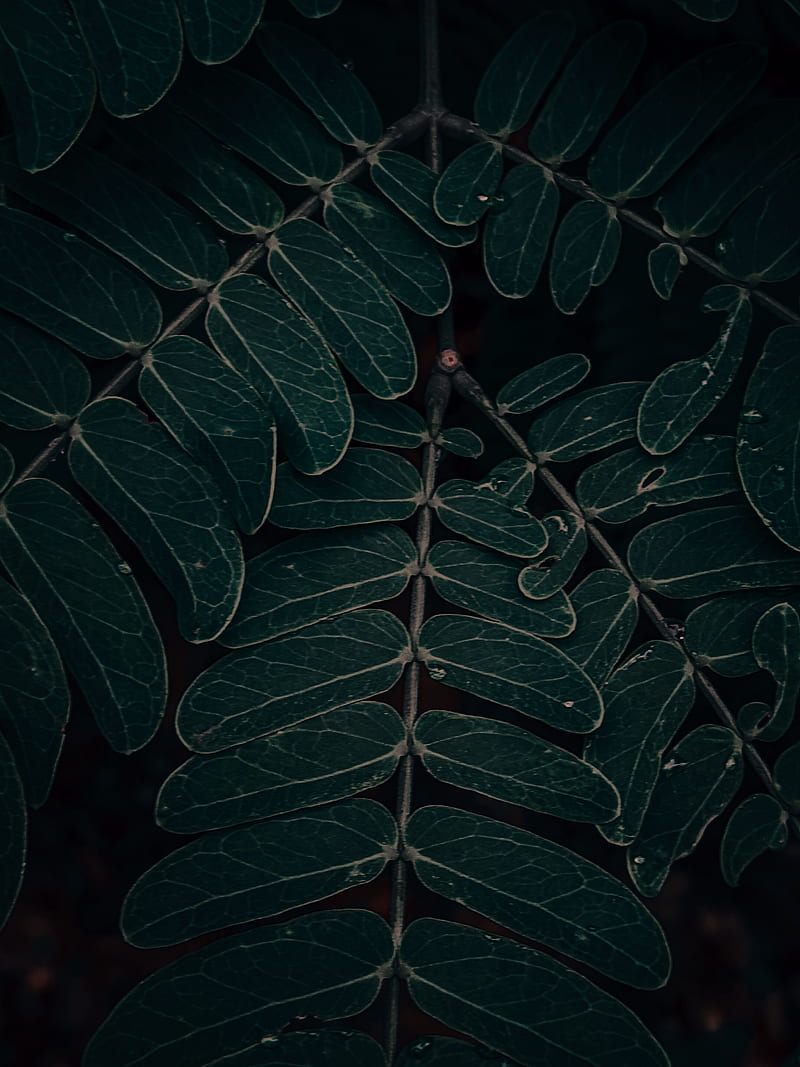Koja Leaves In The Dark Mood For Your Mobile Phone Wallpaper