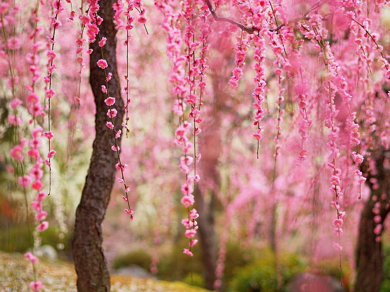 Japanese Cherry Blossoms, tree, Cherry Blossoms, flowers, blossoms, Japanese, Spring, trunk, branch, HD wallpaper