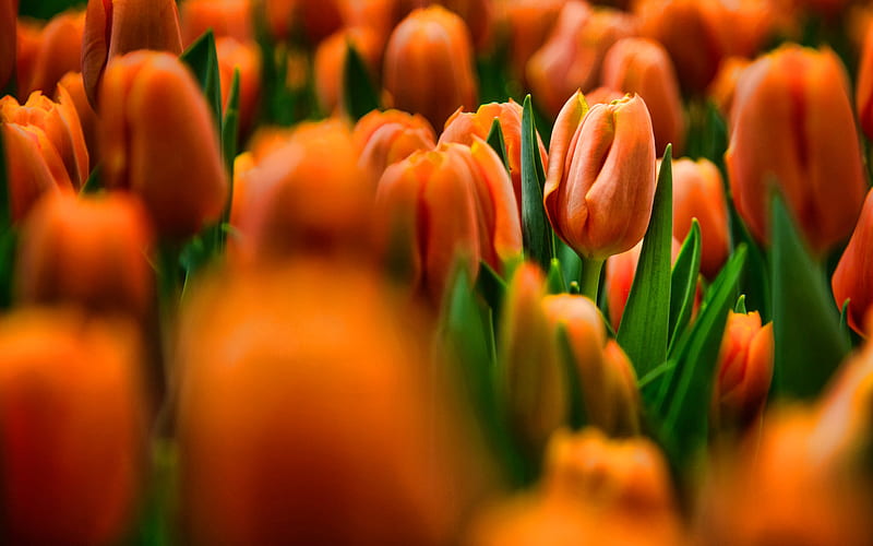 orange tulips, bokeh, R, summer, field of flowers, orang flowers, tulips, HD wallpaper