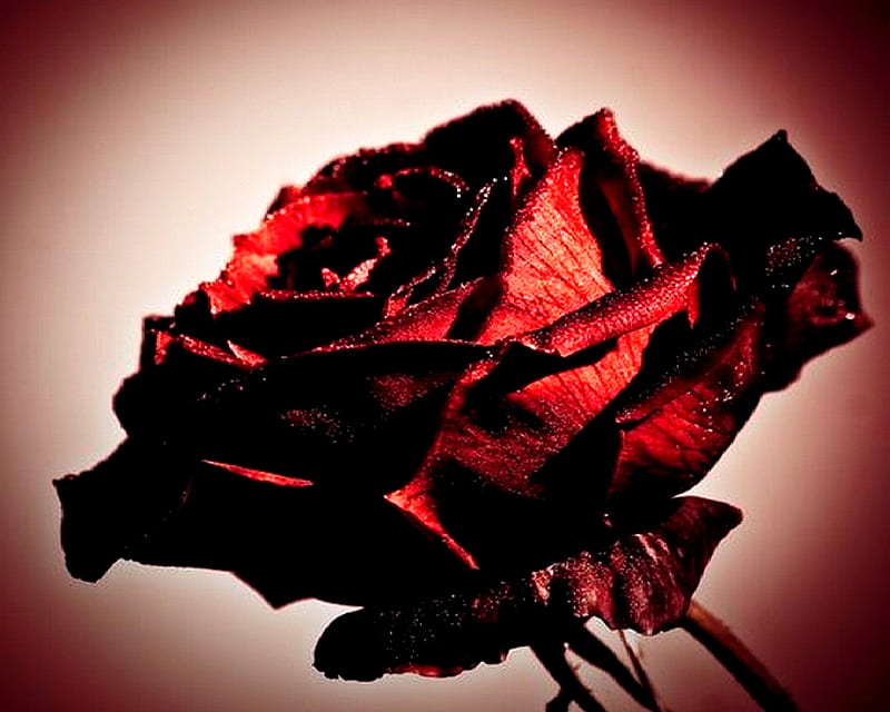 Black Baccara Rose, dark red, rise, velvety, black, baccara, HD wallpaper