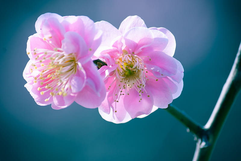 Flowers for my Dear Friends, blossoms, flowers, spring, pink, HD wallpaper