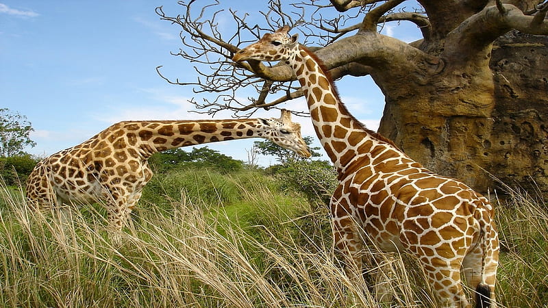 African Giraffe-High Quality, HD wallpaper