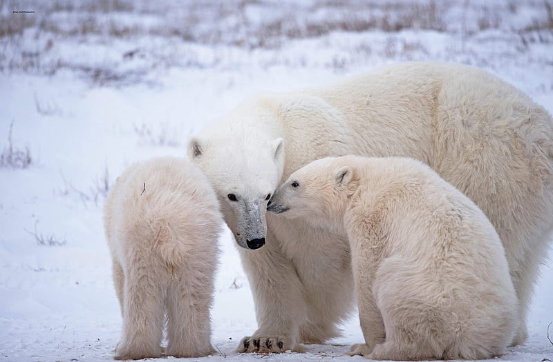 Bears, Polar Bear, Baby Animal, Cub, Wildlife, predator (Animal), HD wallpaper