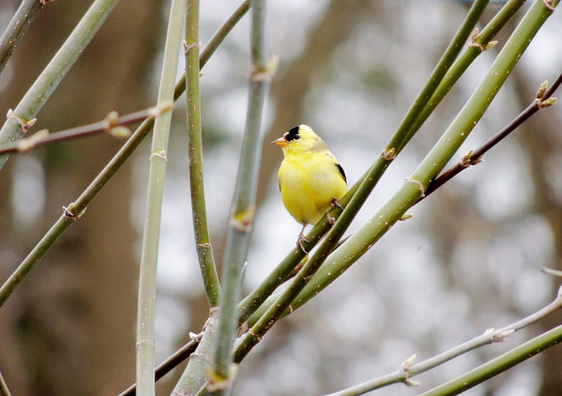 American Goldfinch In The Spring, Spring, Tree, Bird, American Goldfinch, graphy, HD wallpaper