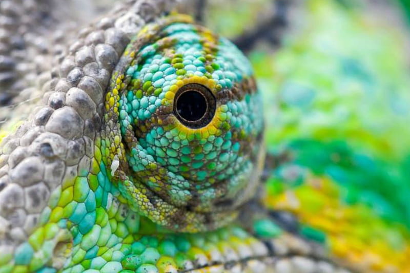 Eyeee..., gray, green, eye, iguana, yellow, animals, HD wallpaper