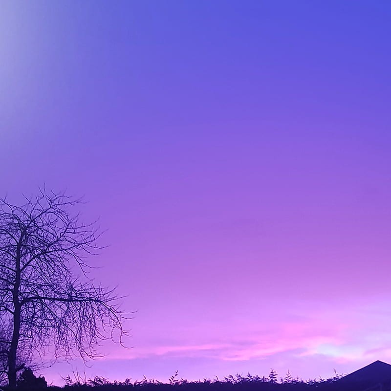 Purple Sky, best, colour, morning, sunrise, tree, winter, HD phone wallpaper