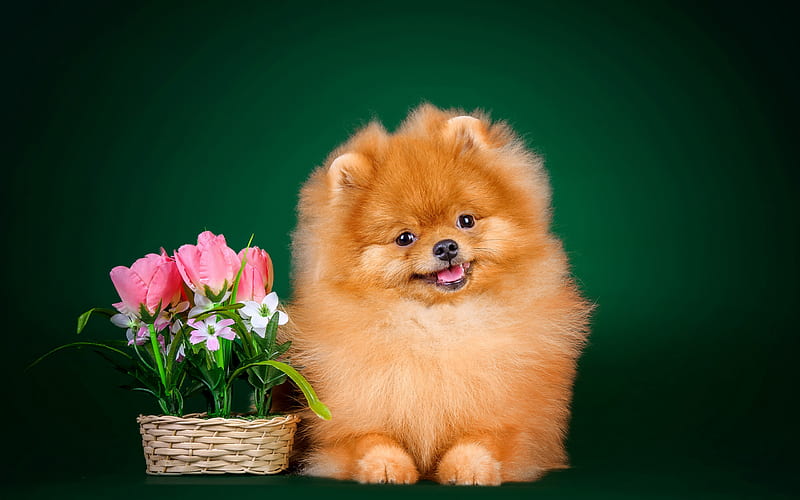 Pomeranian Spitz, pets, dogs, cute animals, flowers, Pomeranian, Spitz, HD wallpaper