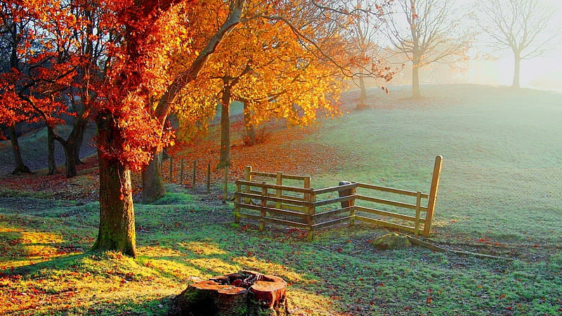 Misty day, fence, fall, autumn, landcsape, fog, mist, par, nature, field, scene, HD wallpaper