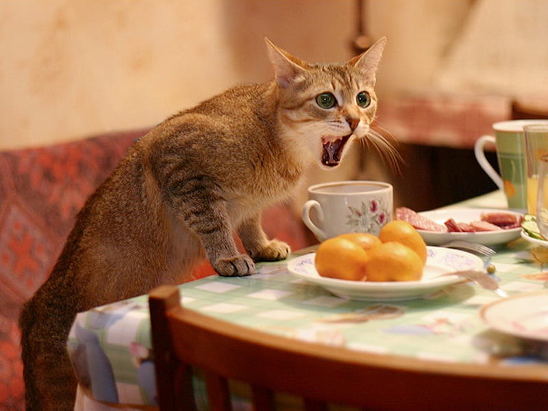 Is it my breakfast?, table, food, breakfast, cat, eat, animal, sweet, feline, kitten, HD wallpaper