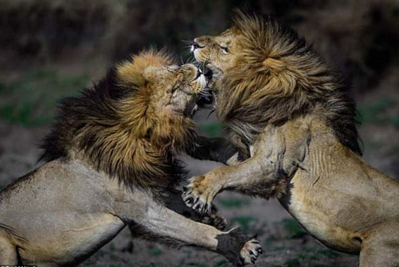Lions, fighting, hard, tough, nails, HD wallpaper