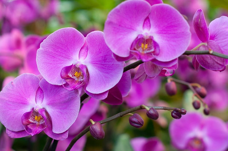 Orchids, flower, green, pink, orchid, HD wallpaper