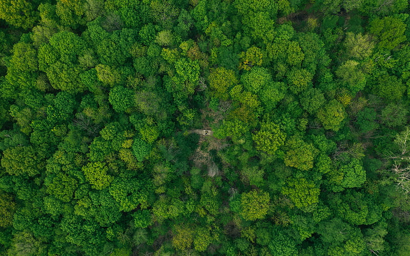 forest top view, green trees, loneliness concepts, ecology, environment concepts, forest view from above, forest, HD wallpaper