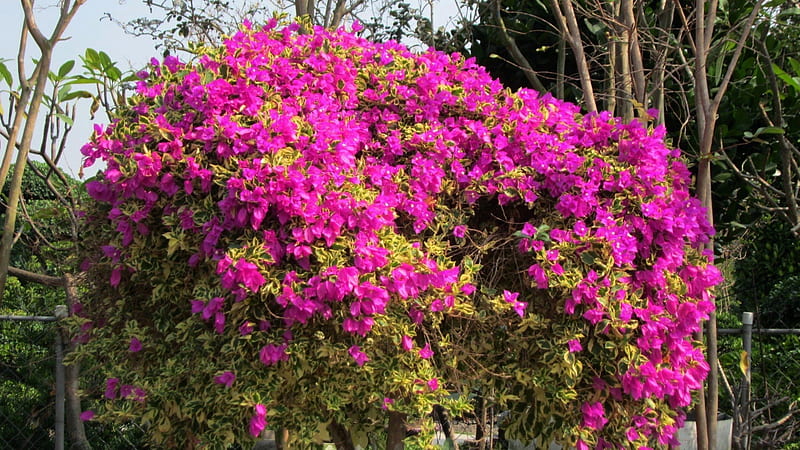 Pink bougainvillea: Với màu hồng phấn sảng khoái, Bougainvillea hồng chắc chắn là một trong những loại hoa đẹp nhất mà bạn có thể tìm thấy. Hình ảnh thật sự sẽ là một lời mời gọi để khám phá thêm về loại hoa tưởng chừng như vô tận này.