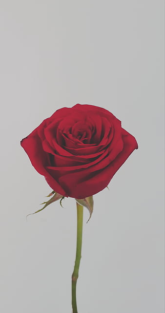 Rose Aesthetic Pictures  Download Free Images on Unsplash