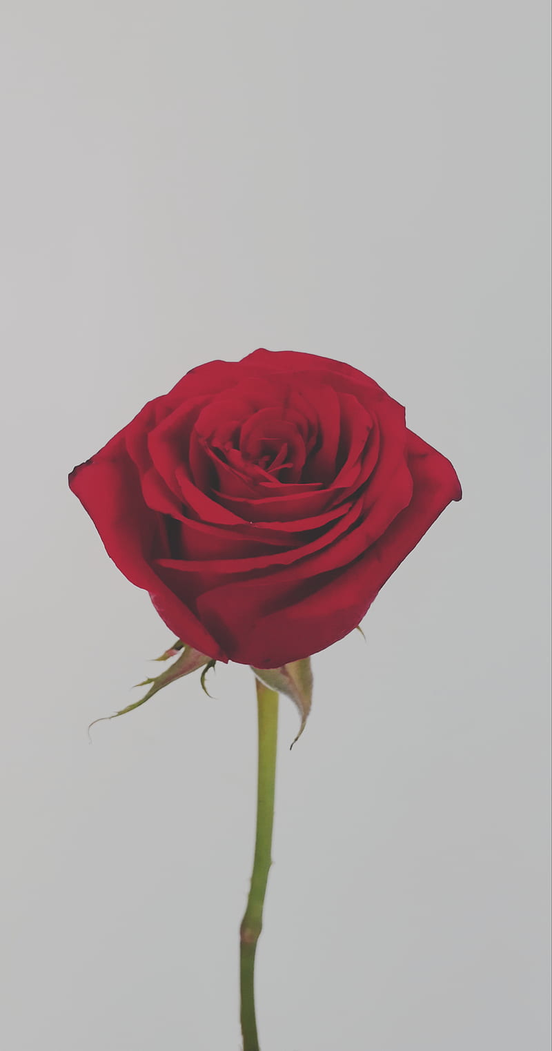 Hermosa rosa, estético, amor, flor, rojo, rojo, rosa, tumblr, Fondo de  pantalla de teléfono HD | Peakpx