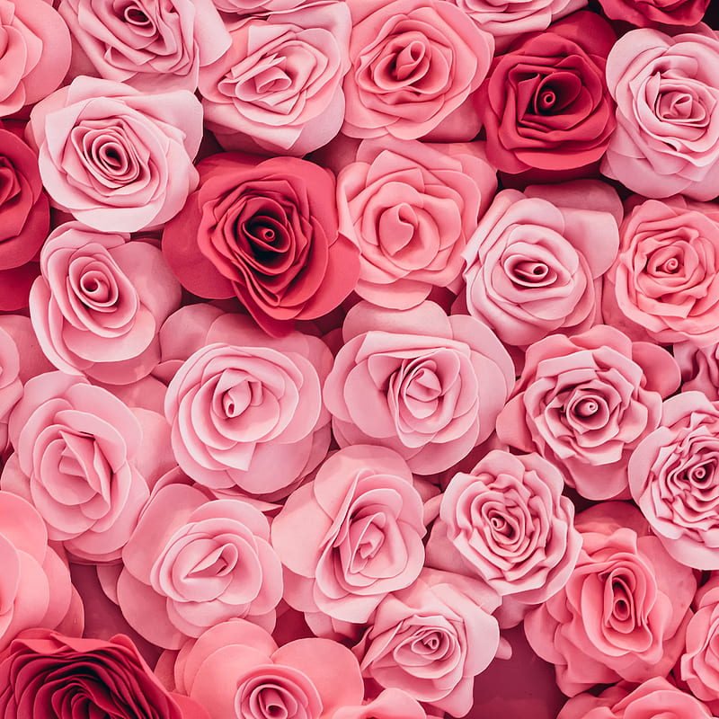Beautiful roseFlower, flowers, pink, rose, roses, HD phone wallpaper