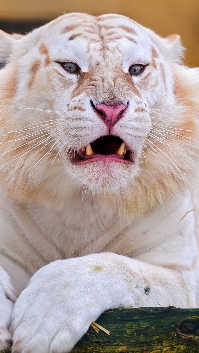 Animals White tiger , white tiger, HD phone wallpaper