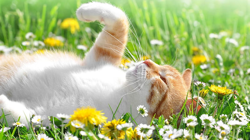 White Brown Cat Is Lying Down On Green Grass White Yellow Flowers Cat, HD wallpaper