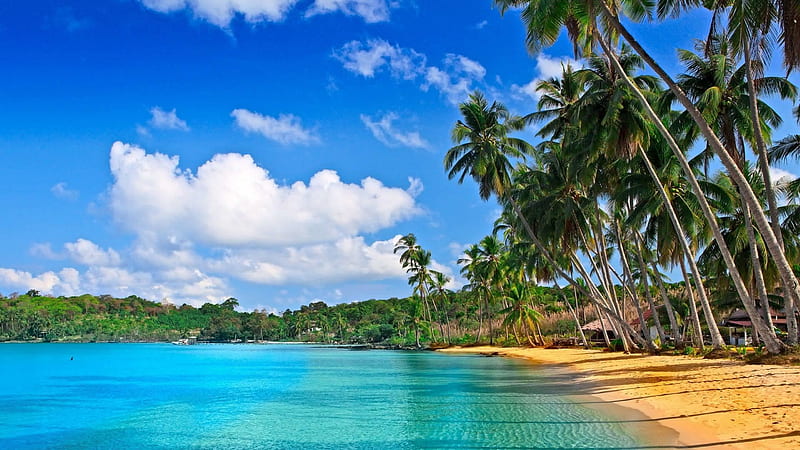 Calm Body Of Water Palm Trees On Beach Sand During Daytime Under White ...