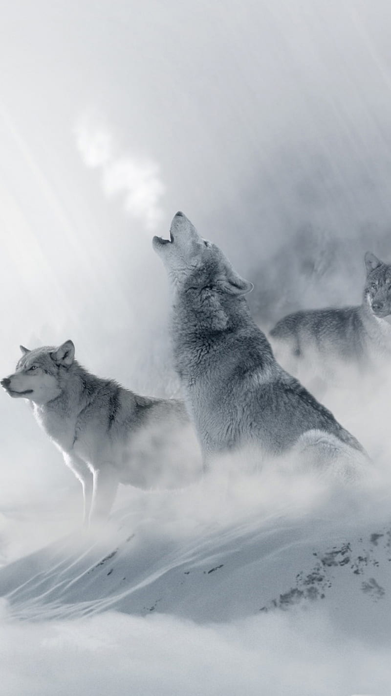 wolves, cold, nature, snow, winter, HD phone wallpaper