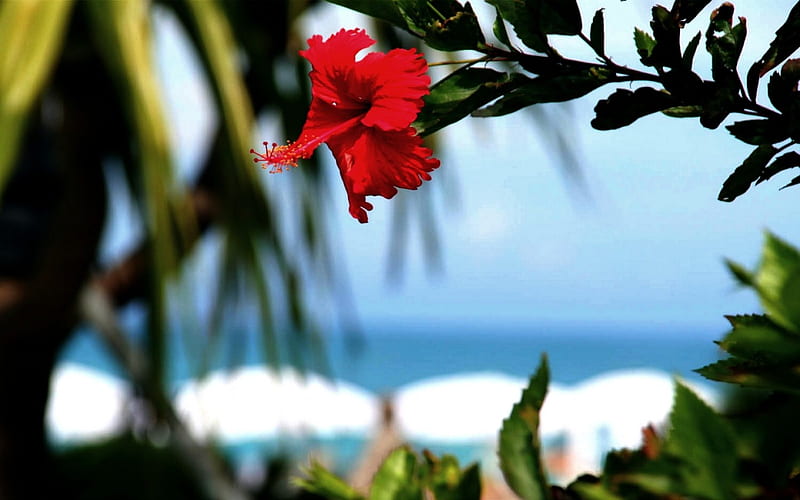 HIBISCUS, beach, red, Hawaii, HD wallpaper